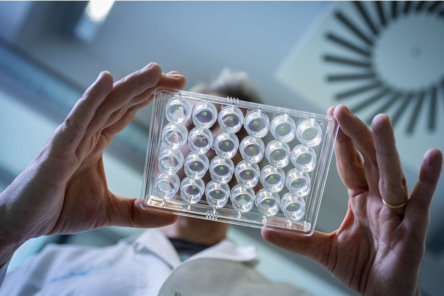 © Christian Morel / IBS / CNRS Images