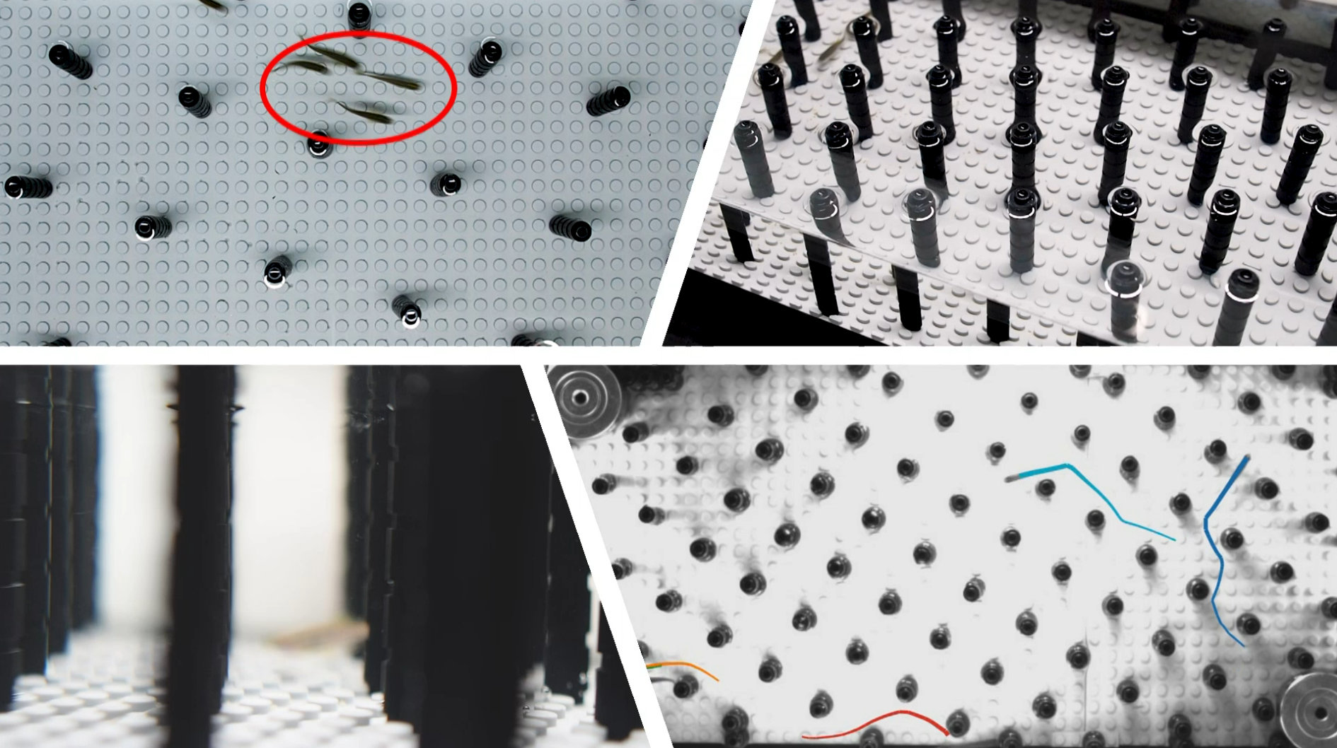 Groupe de poissons zèbres nageant dans un réseau d’obstacles de densité variable. Analyse des orientations relatives entre poissons dans les cas à très faible et très haute densité d’obstacles © benfilm.