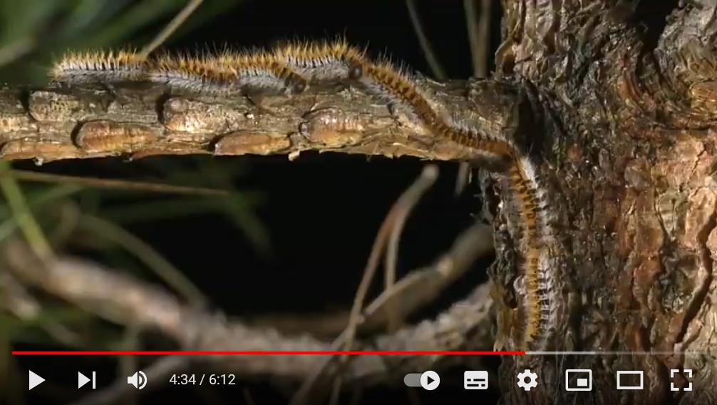 Vidéo INRAE - unité de recherche de zoologie forestière